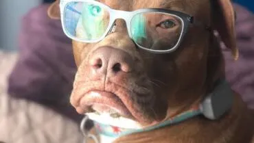 Fur-Free Freshness: Expert Laundry Hacks for How to Get Dog Hair Out of Your Laundry